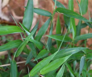 深山野生新鲜竹叶卷心 纯手工采摘 竹叶心