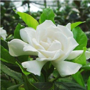 水培栀子花盆栽开花植物绿植花卉办公室内桌面水养盆花景净化空气