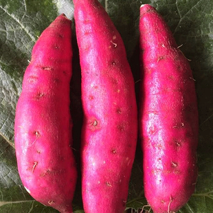 正宗临安新鲜现挖天目山小香薯番薯黄心地瓜红薯山芋头1斤装