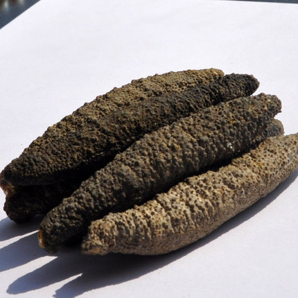 澳洲海参梅花公参进口野生海参淡干货深海无糖非大连即食海产品_7折