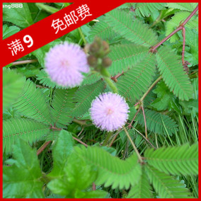 盆栽花卉种子含羞草害羞草籽花种的爱特价七彩大地草种观叶种子