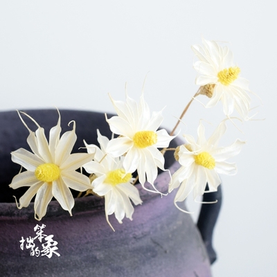 翠菊云南干花插花艺术摆件小清新橱窗装饰花手工制作小雏菊白色花