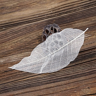 超大号 玉兰叶脉标本(15-18cm)可作书签