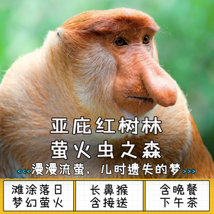 尼莫假期 沙巴亚庇kawa红树林旅游萤火虫长鼻猴清真寺1日中文接送